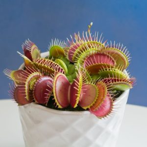 Planta Carnivora Venus Atrapamosca Talla S