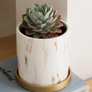 Echeveria Elegans