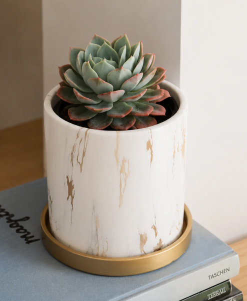 Echeveria Elegans