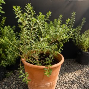 Vero (Veronica)
