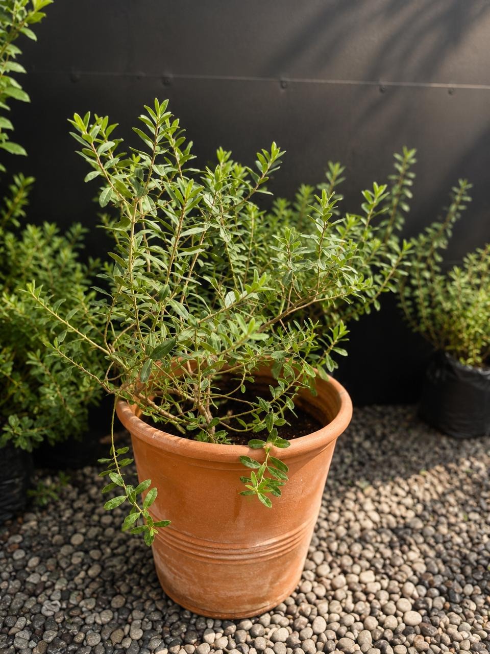 Vero (Veronica)